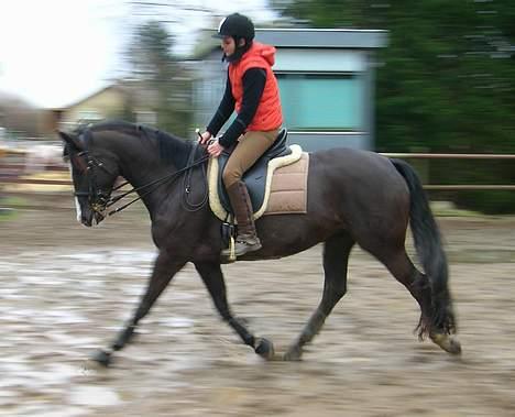 Dansk Varmblod Finesse - 16-02-07 Genoptræning billede 11