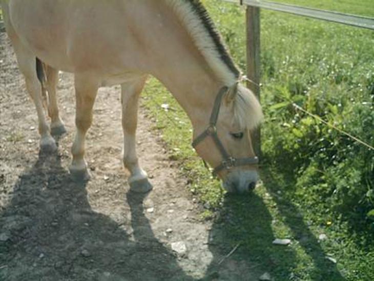 {{currentPhoto.altText}} billede {{currentPhoto.number}}