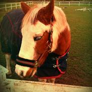 Anden særlig race Alladin