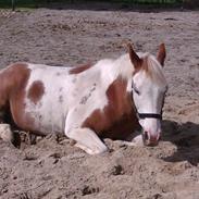 Anden særlig race Alladin