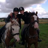 Anden særlig race Alladin