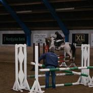 Anden særlig race Ikærlunds Amigo