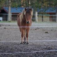 Islænder Ballerina fra Team Horse