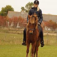 Islænder Ballerina fra Team Horse