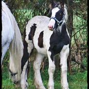 Irish Cob Beer's Mr. Prezident