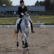 Dansk Varmblod Williams