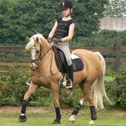 Tysk Sportspony Scarlett