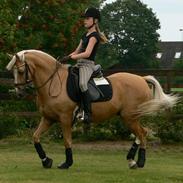 Tysk Sportspony Scarlett