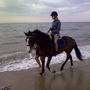 DSP Elmegaardens Don Juan