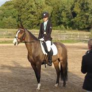 DSP Elmegaardens Don Juan