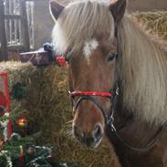 Islænder Gassi fra Asselkær.