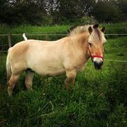 Anden særlig race Magnus