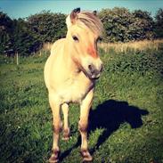 Anden særlig race Magnus