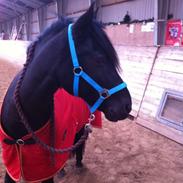 Anden særlig race Alladin