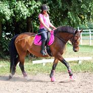 Dansk Varmblod Aarø's Ally