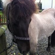 Islænder Fönix fra Tykhøjet.