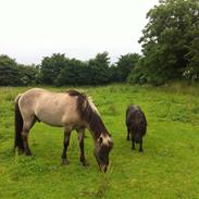 Islænder Fönix fra Tykhøjet.