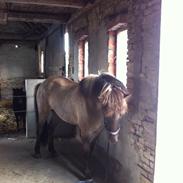 Islænder Fönix fra Tykhøjet.