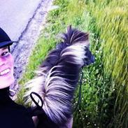 Islænder Fönix fra Tykhøjet.