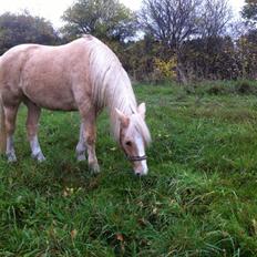 New Forest R.I.P. Remontes Copa Cabana