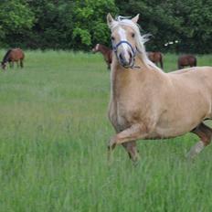 New Forest R.I.P. Remontes Copa Cabana