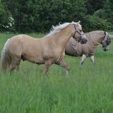 New Forest R.I.P. Remontes Copa Cabana