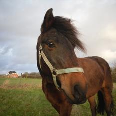 New Forest Ambrosius ak. Oliver :-)