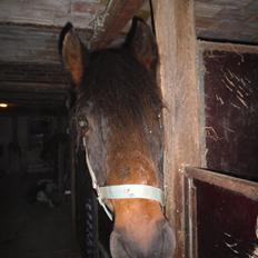 New Forest Ambrosius ak. Oliver :-)