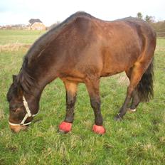 New Forest Ambrosius ak. Oliver :-)