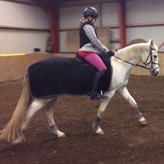 Anden særlig race Gadehøjs Caridee Himmelhest