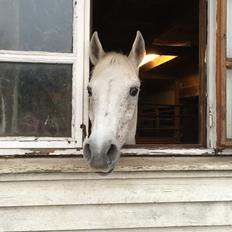 Anden særlig race Gadehøjs Caridee Himmelhest