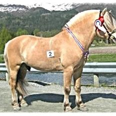 Fjordhest Mykletind R.I.P 