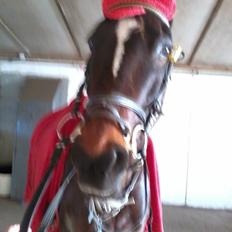 Anden særlig race Bella