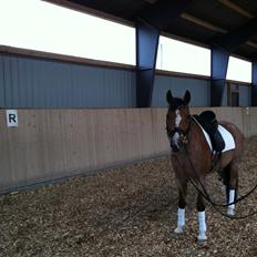 Hollandsk Sportspony Miss-Shadow (Aflivet)