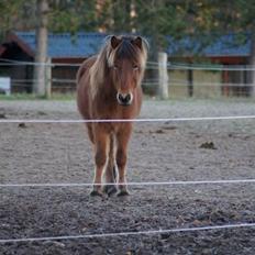 Islænder Ballerina fra Team Horse