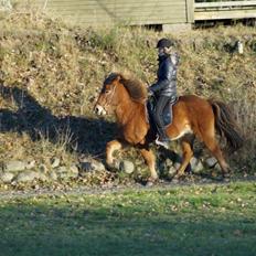 Islænder Ballerina fra Team Horse