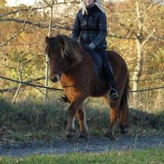 Islænder Ballerina fra Team Horse