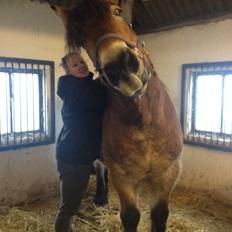 Nordsvensk Skovhest Olav