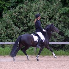 Tysk Sportspony Naranjo [Har redet]