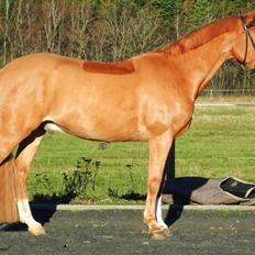 Welsh Pony (sec B) Konijenpad Rambo B-PONY