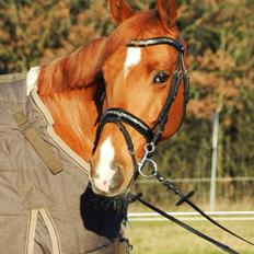 Welsh Pony (sec B) Konijenpad Rambo B-PONY