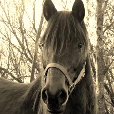 Holstener Magic Johnson (My soulmate)