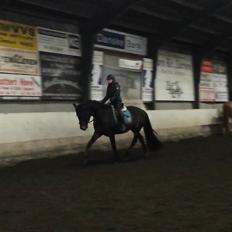 Dansk Varmblod Herslev Mark's Rosita