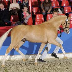 Tysk Sportspony Baloo Byager