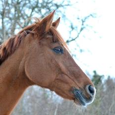 Anden særlig race Celina