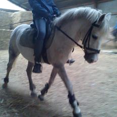 Anden særlig race Smukke Peter Pan <3