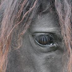 Frieser Elvis Af Nygaard