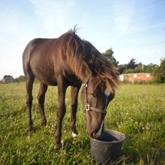 Anden særlig race Al Capone