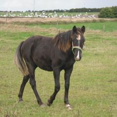 Anden særlig race Al Capone
