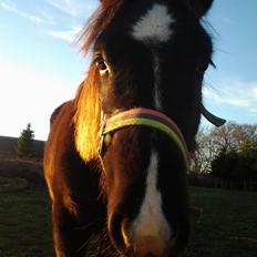Anden særlig race Al Capone
